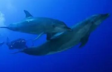 タヒチの島々へようこそ