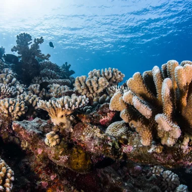 タヒチの島々のサンゴ
