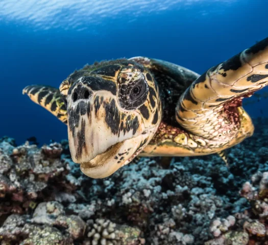 View of a turtle © Grégory Lecoeur