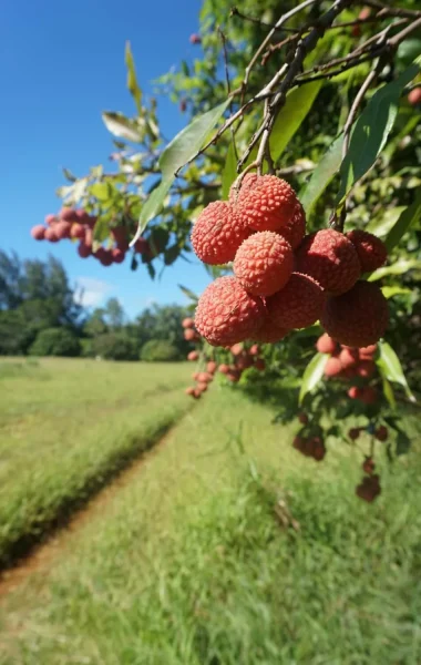 Litchis sur l'arbre ©_Léa Parizot