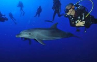 タヒチ島の自然の恵み