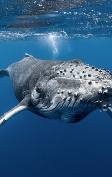 フランス領ポリネシアを堪能する1カ月