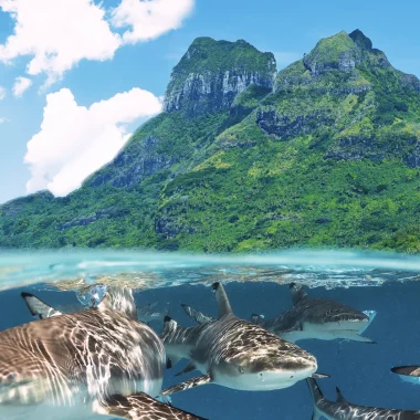 ボラボラ島のダイビング